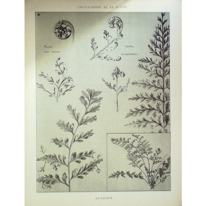 Fleur des Alpes 2 (Asclepium)