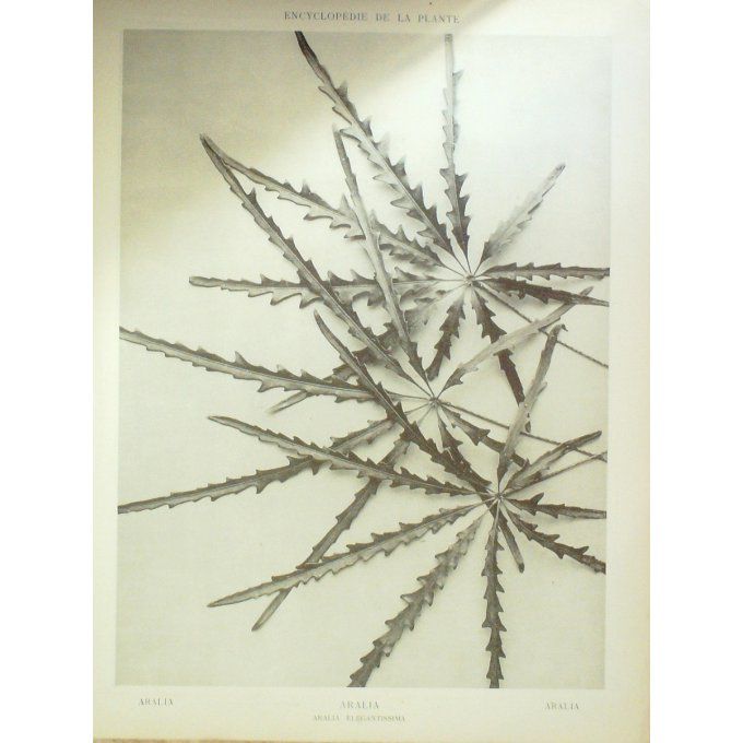 Bâton-du-diable (Aralia elegantissima)