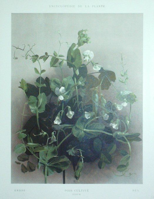 Pois cultivé (Pisum)