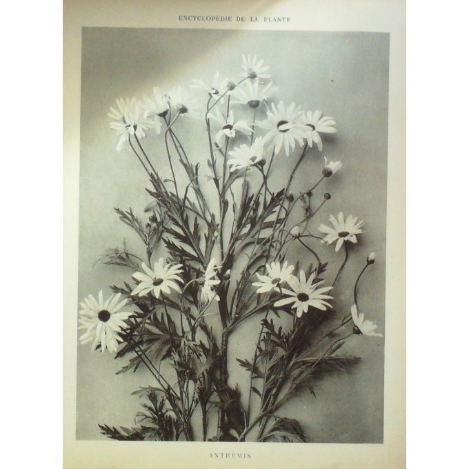 Camomille (Anthemis)