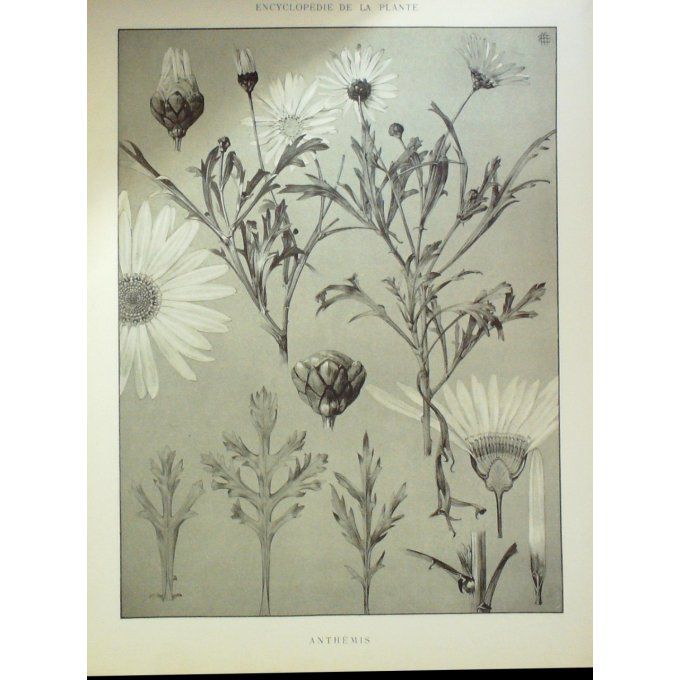 Camomille 2 (Anthemis)