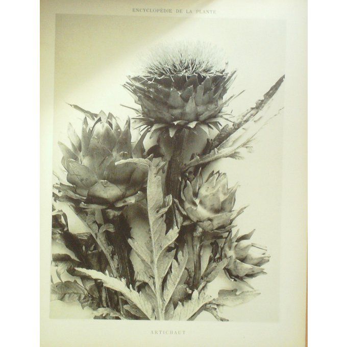 Artichaut (Cynara scolymus)