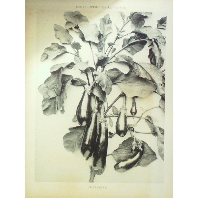 Aubergine (Solanum melongena)