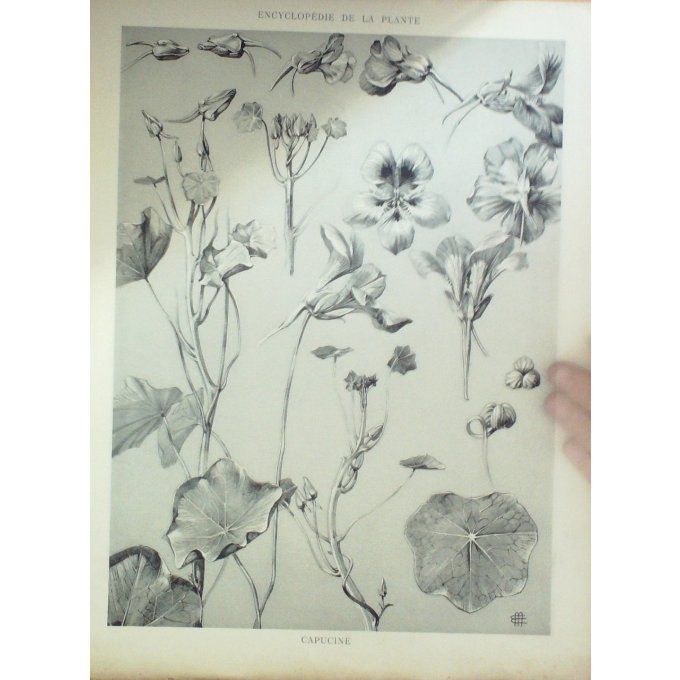 Capucine (Tropaeolum majus)