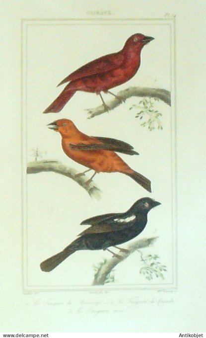 Tangara du Mississipi & Canada 1833 Vauthier-Buffon