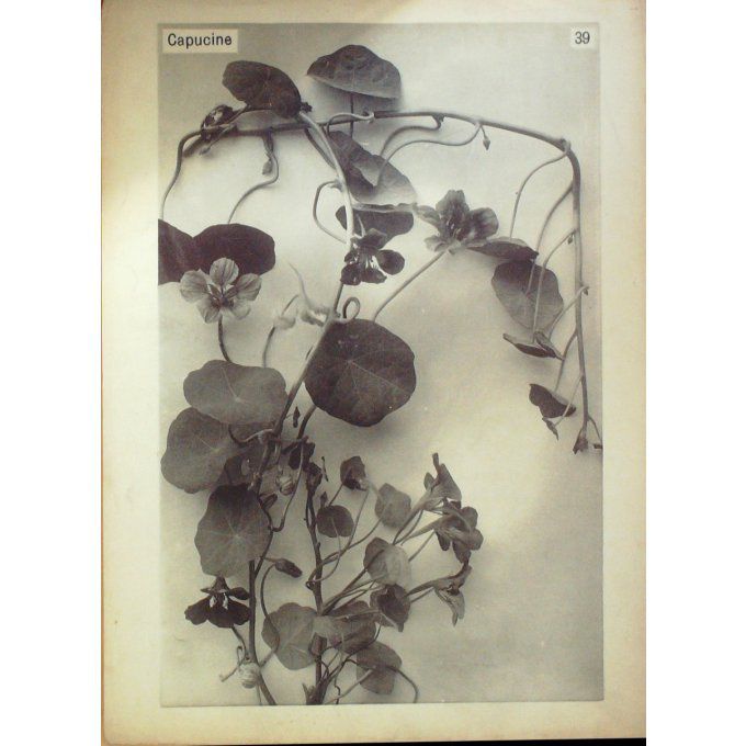 Capucine 2 (Tropaeolum majus)