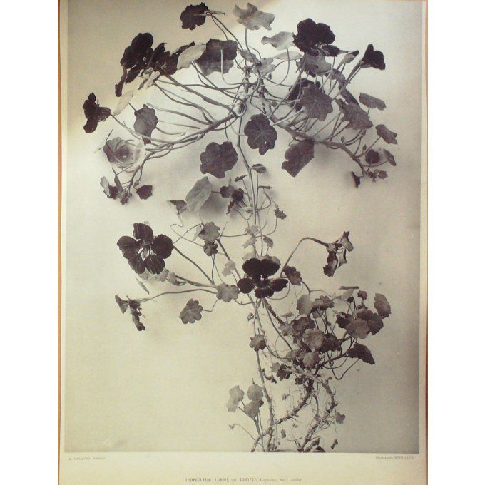 Capucine Lucifer (Trropeoleum Lucifer)