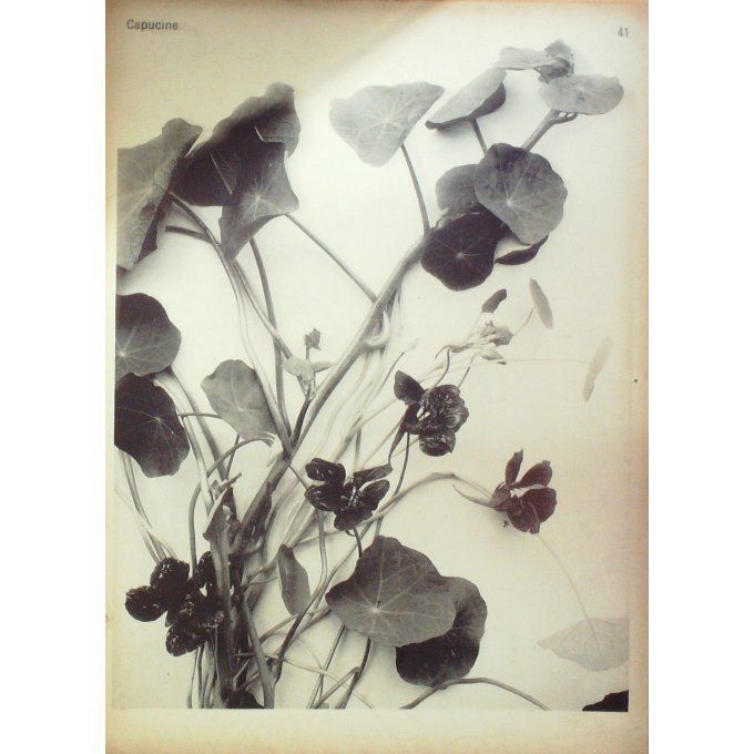 Capucine 3 (Tropaeolum majus)