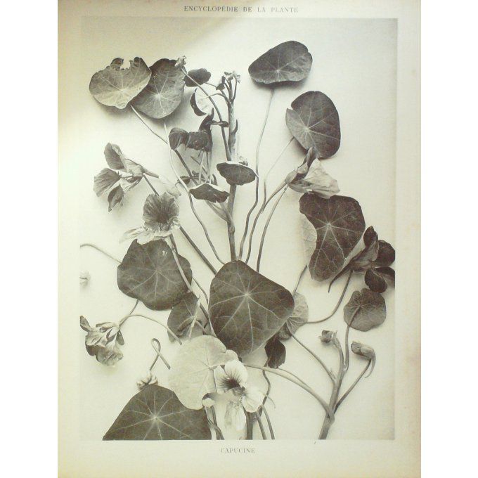 Capucine 4 (Tropaeolum majus)