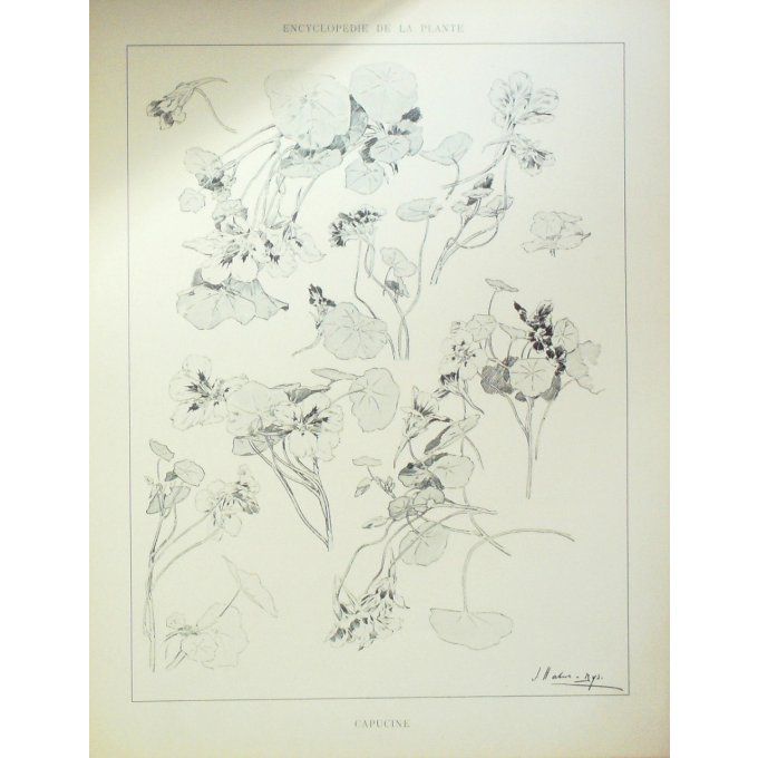 Capucine 5 (Tropaeolum majus)