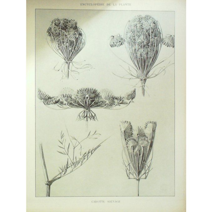 Carotte Sauvage (Daucus carota)