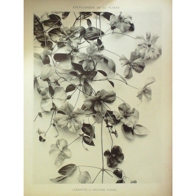 Clematite A Grandes Fleurs