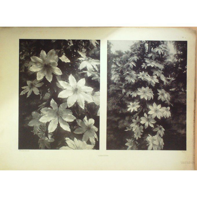 Clematites (Clematis)