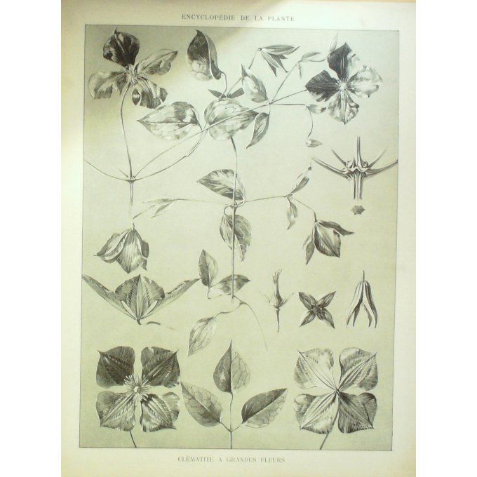 Clematite à grandes fleurs (Clematis grandiflora)