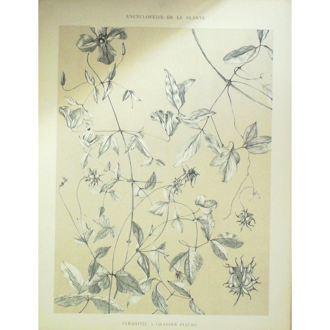 Clematite à grandes fleurs (Clematis grandiflora)