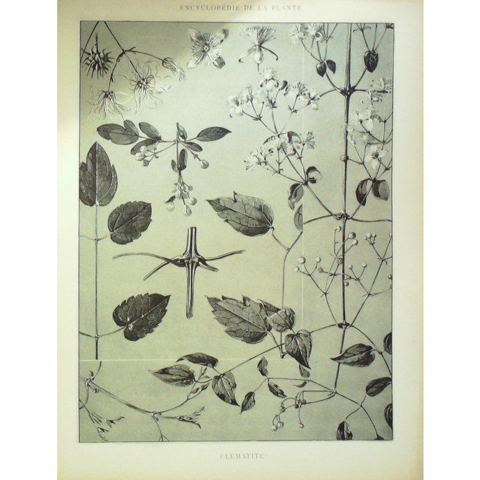Clematites (Clematis)