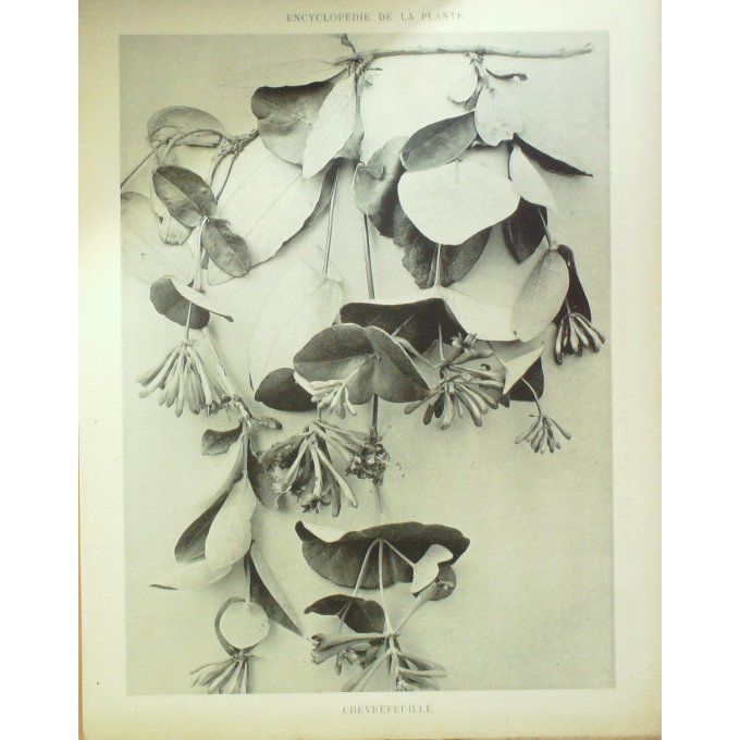 Chèvrefeuille (Caprifolium)