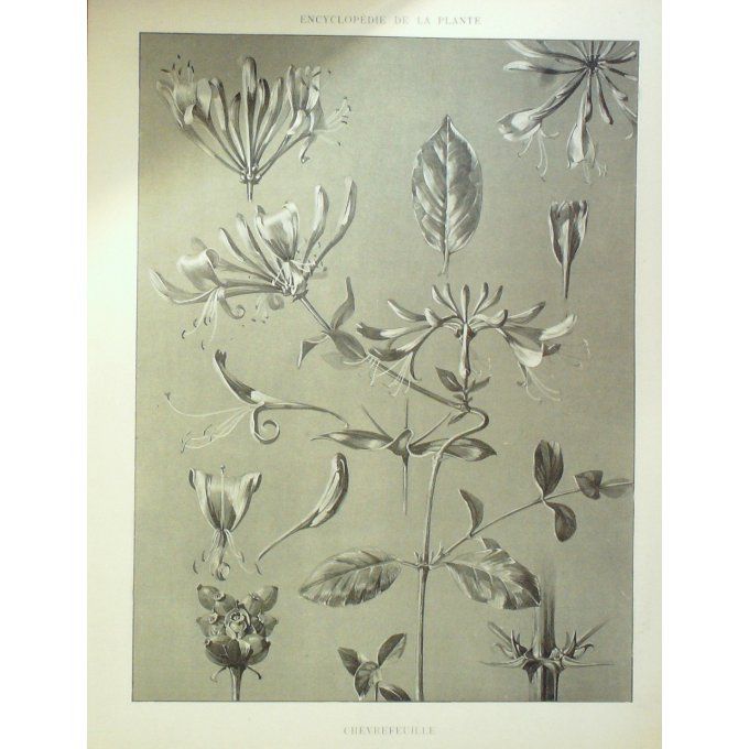 Chèvrefeuille (Caprifolium)