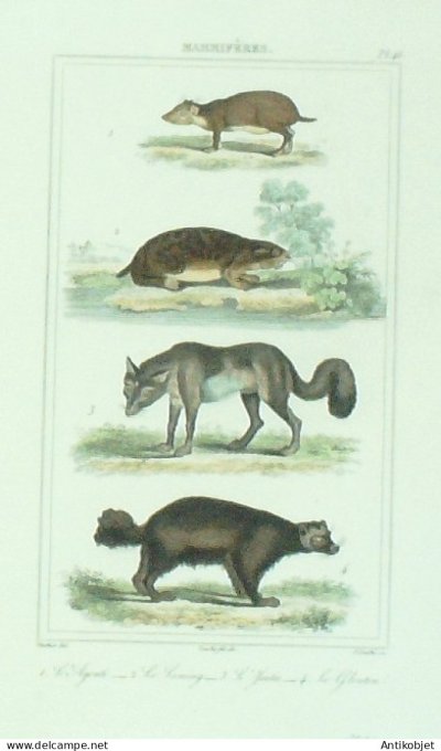 Agouli Leming Jsalis Glouton 1833 Vauthier-Buffon