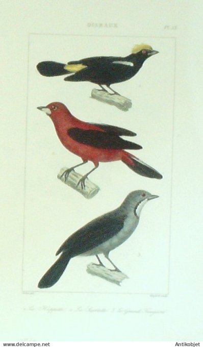 Huppette Scardatte Tangara 1833 Vauthier-Buffon
