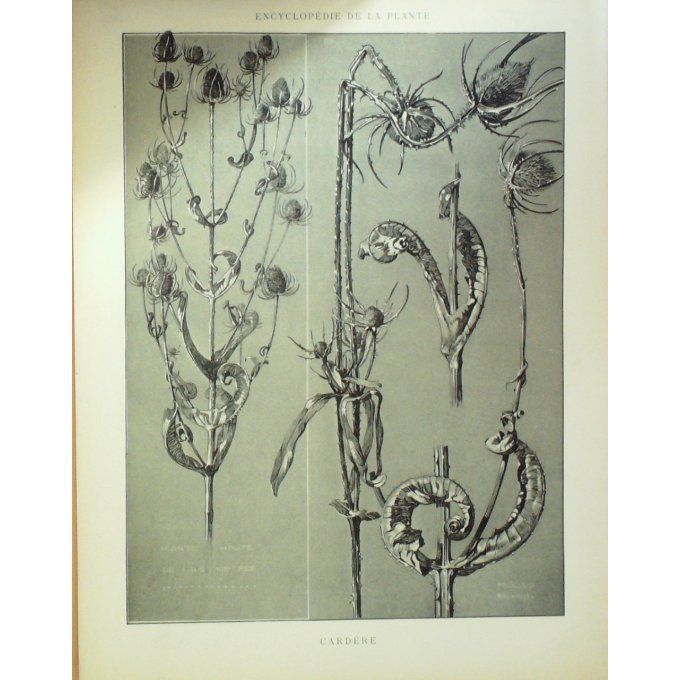 Cardère 2 (Dipsacus fullonum)