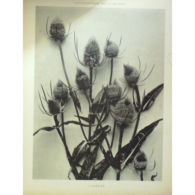 Cardère 3 (Dipsacus fullonum)