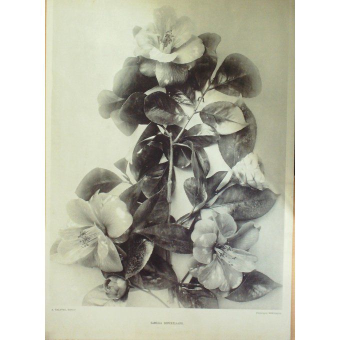 Camelia Donckelaaril