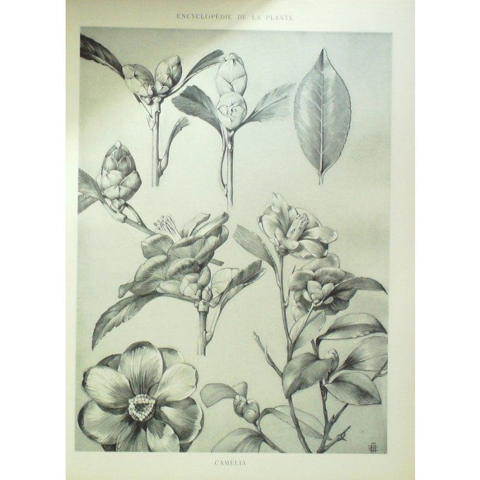 Camelia 2 (Camellia)