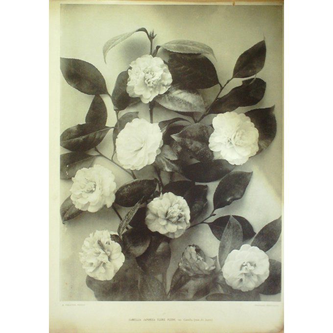 Camélia du Japon (Camellia japonica)