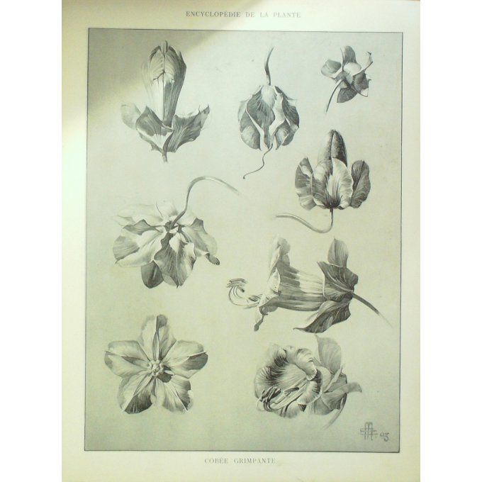 Cobée Grimpant 2 (Cobaea scandens)