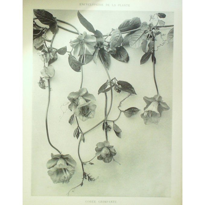 Cobée Grimpant 3 (Cobaea scandens)