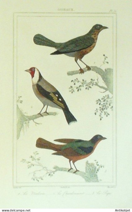 Verderin Chardonneret Pape 1833 Vauthier-Buffon