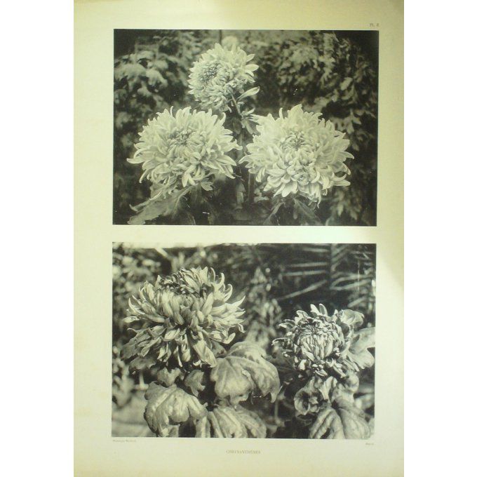 Chrysanthèmes (Chrysanthemum indicum)