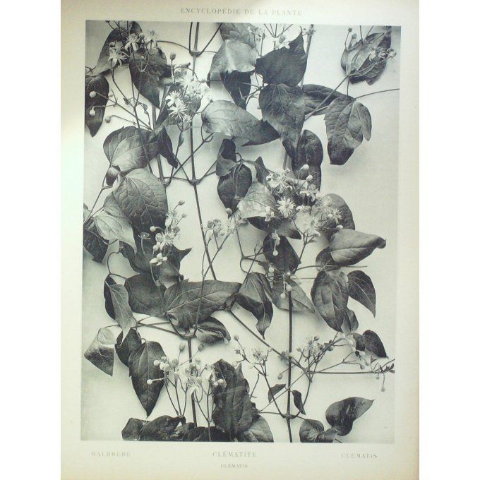 Clématite (Clématis)