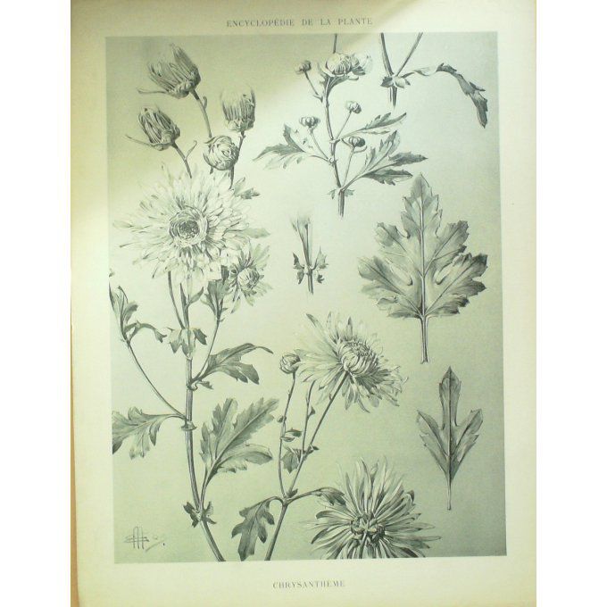 Chrysanthème 2 (Chrysanthemum indicum)