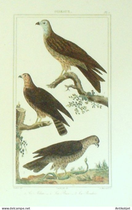 Milan Buse Bondrée 1833 Vauthier-Buffon