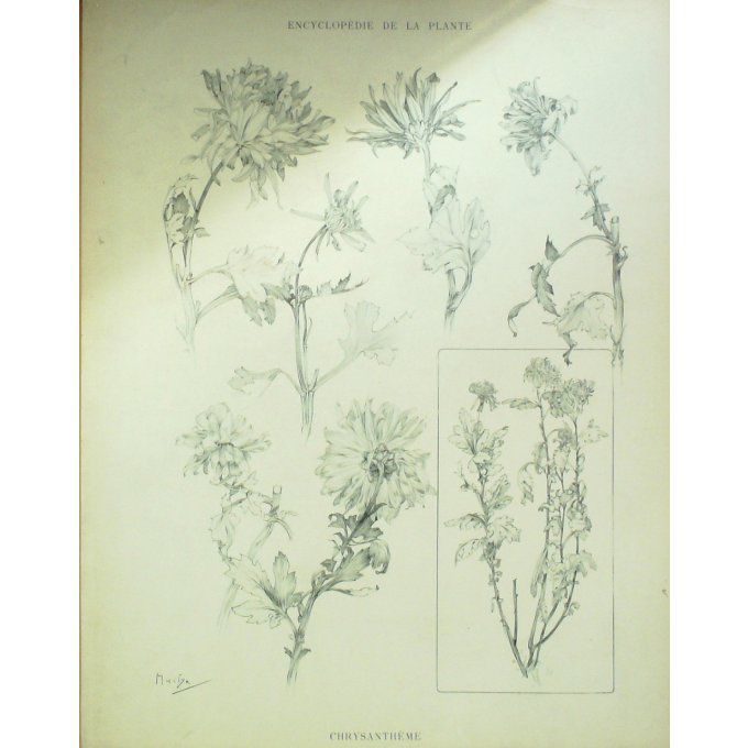 Chrysanthème 4 (Chrysanthemum indicum)