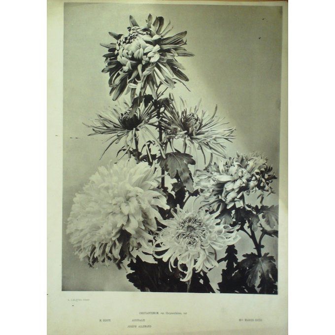 Chrysanthème 5 (Chrysanthemum indicum)