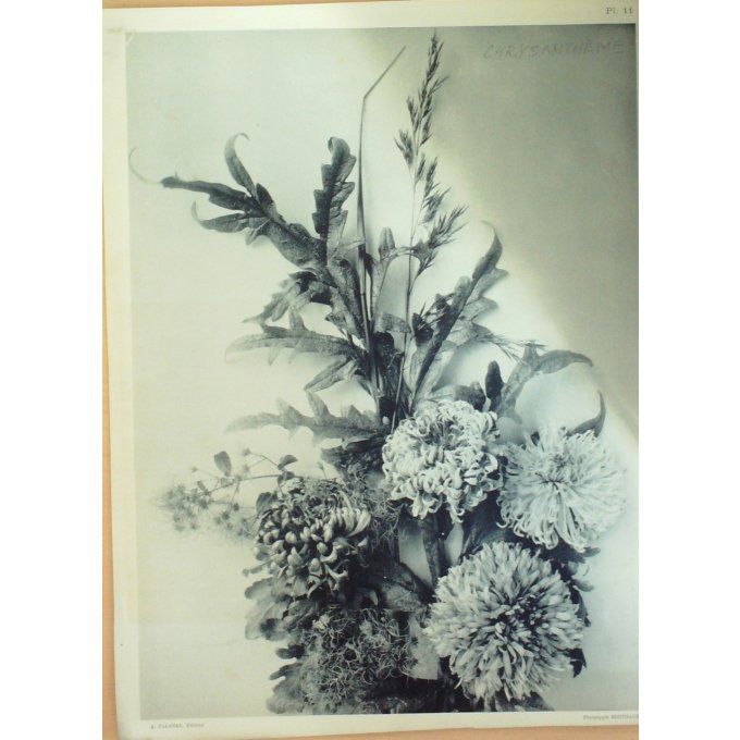 Chrysanthème 6 (Chrysanthemum indicum)