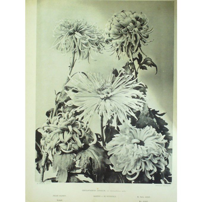 Chrysanthème Japonais (Chrysanthemum nipponicum)