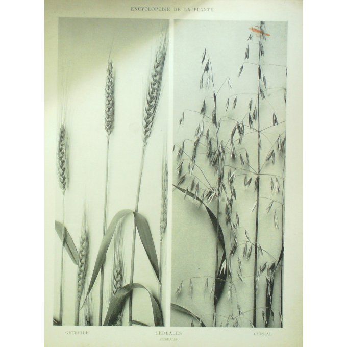 Céréales ( Cerealis)