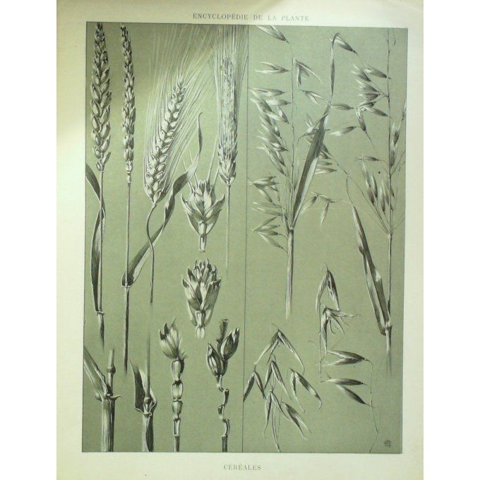 Céréales 2 ( Cerealis)