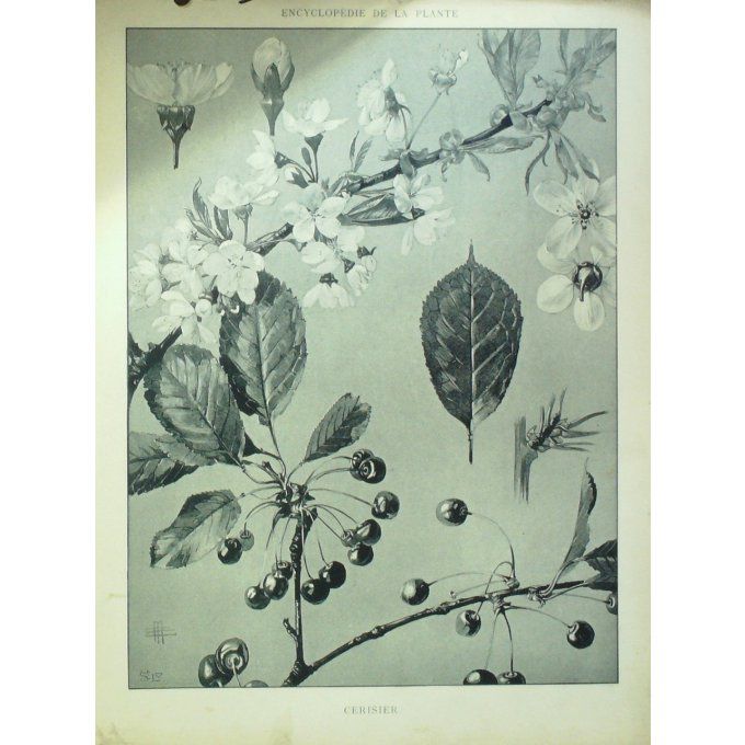 Cerisier 2 (Cerasus)