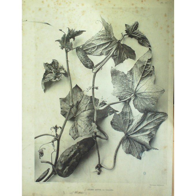 Concombre (Cucumis Sativus)