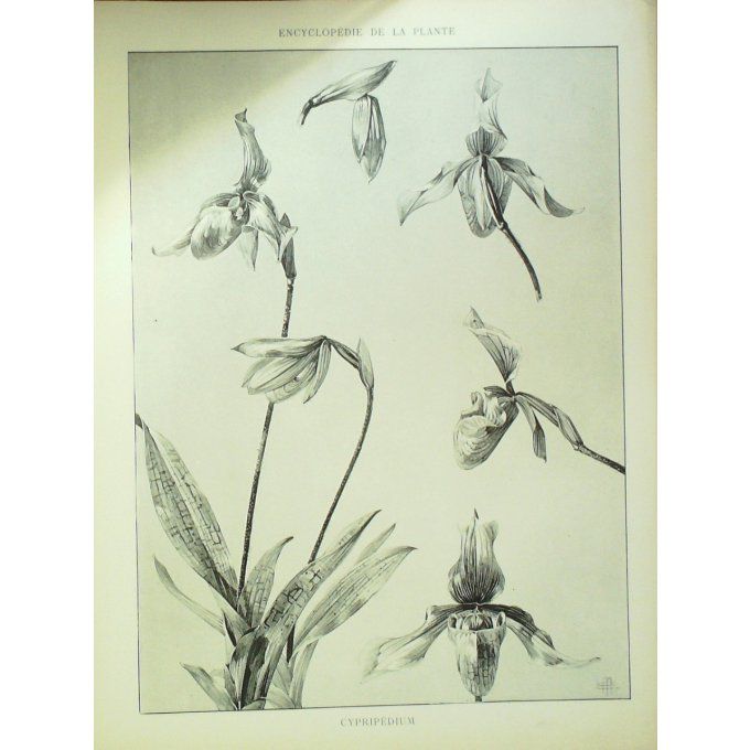 Cypripède 2 (Cypripedium calceolus)