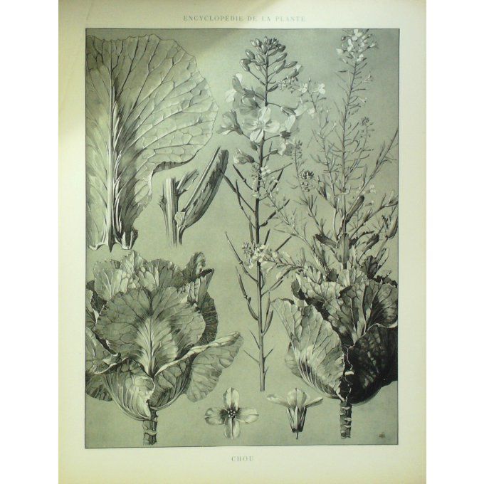 Chou (Brassica Oleracea)