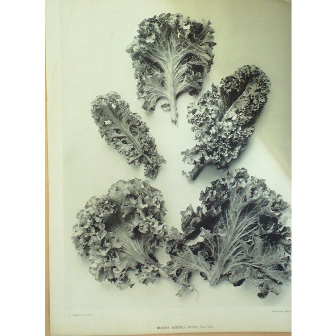 Chou Frise (Brassica Acaephala)