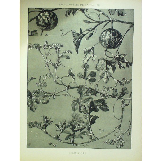 Coloquinte (Citrullus colocynthis)