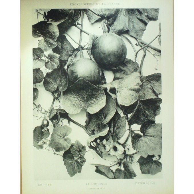 Coloquinte 2 (Citrullus colocynthis)