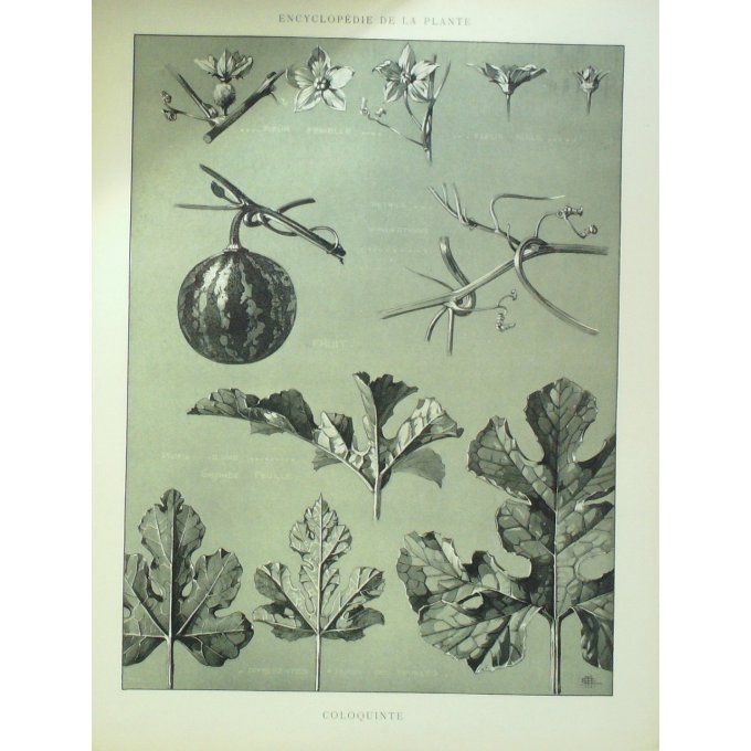 Coloquinte 3 (Citrullus colocynthis)